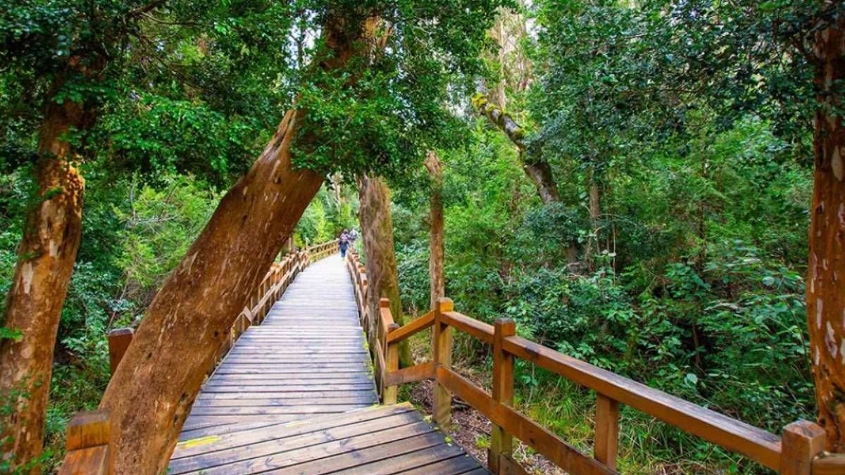 La península de los arrayanes canela: un tesoro del Nahuel Huapi que se recorre a pie, en bici o por el lago