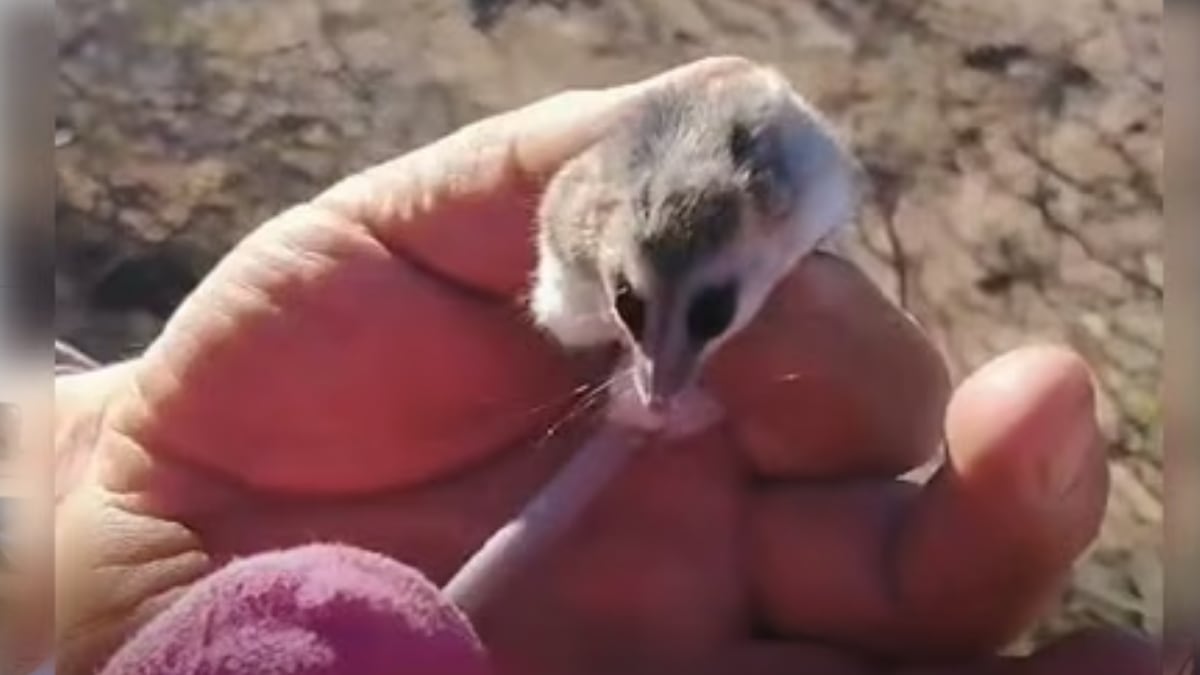 Una comadreja entre la leña: el gesto que evitó un problema en Cutral Co