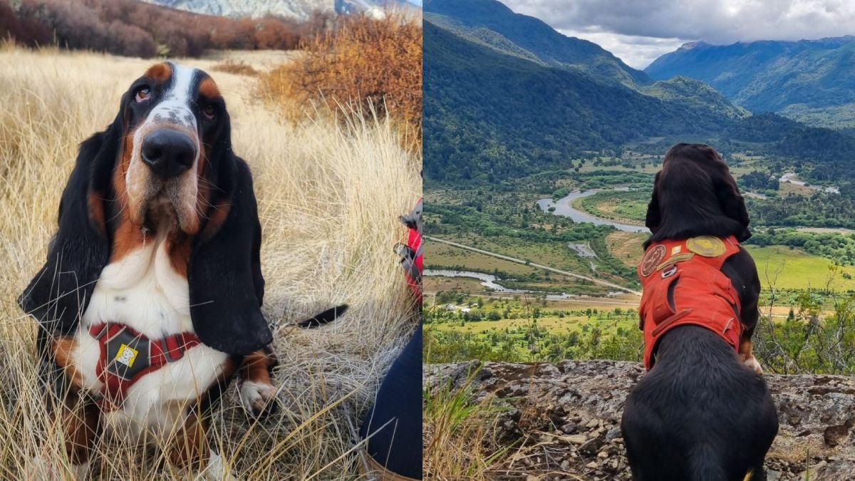 Humboldt, el basset hound que se convirtió en herramienta clave para la conservación en la Patagonia