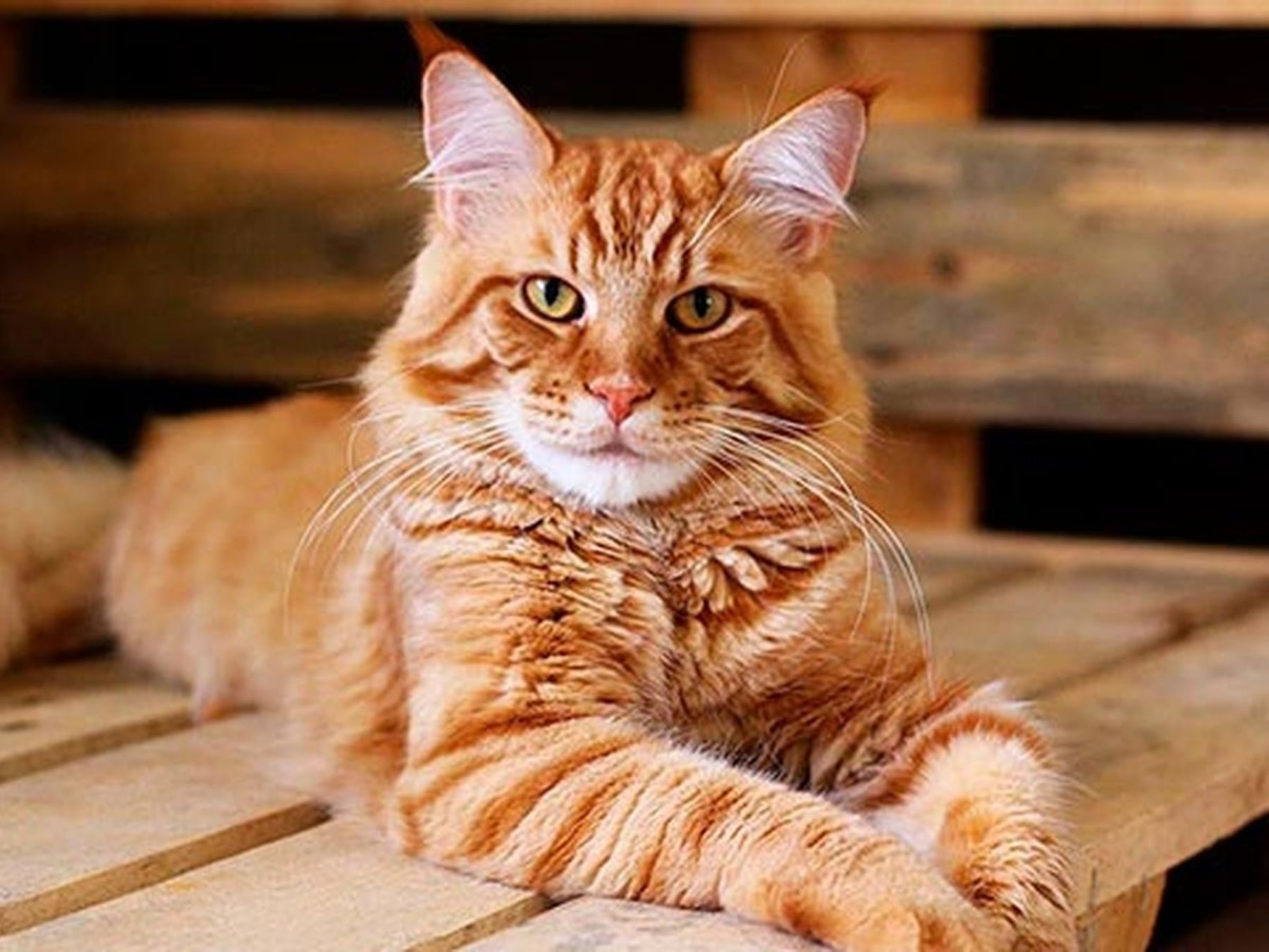 Convivencia en ascenso: los gatos ya forman parte de más de la mitad de los hogares argentinos con mascotas