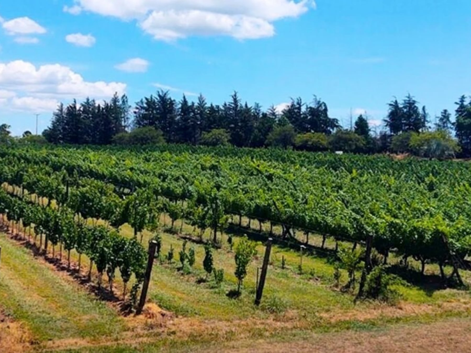 San José, la villa entrerriana que entrelaza vapores termales, viñedos centenarios y la silueta del Molino Forclaz