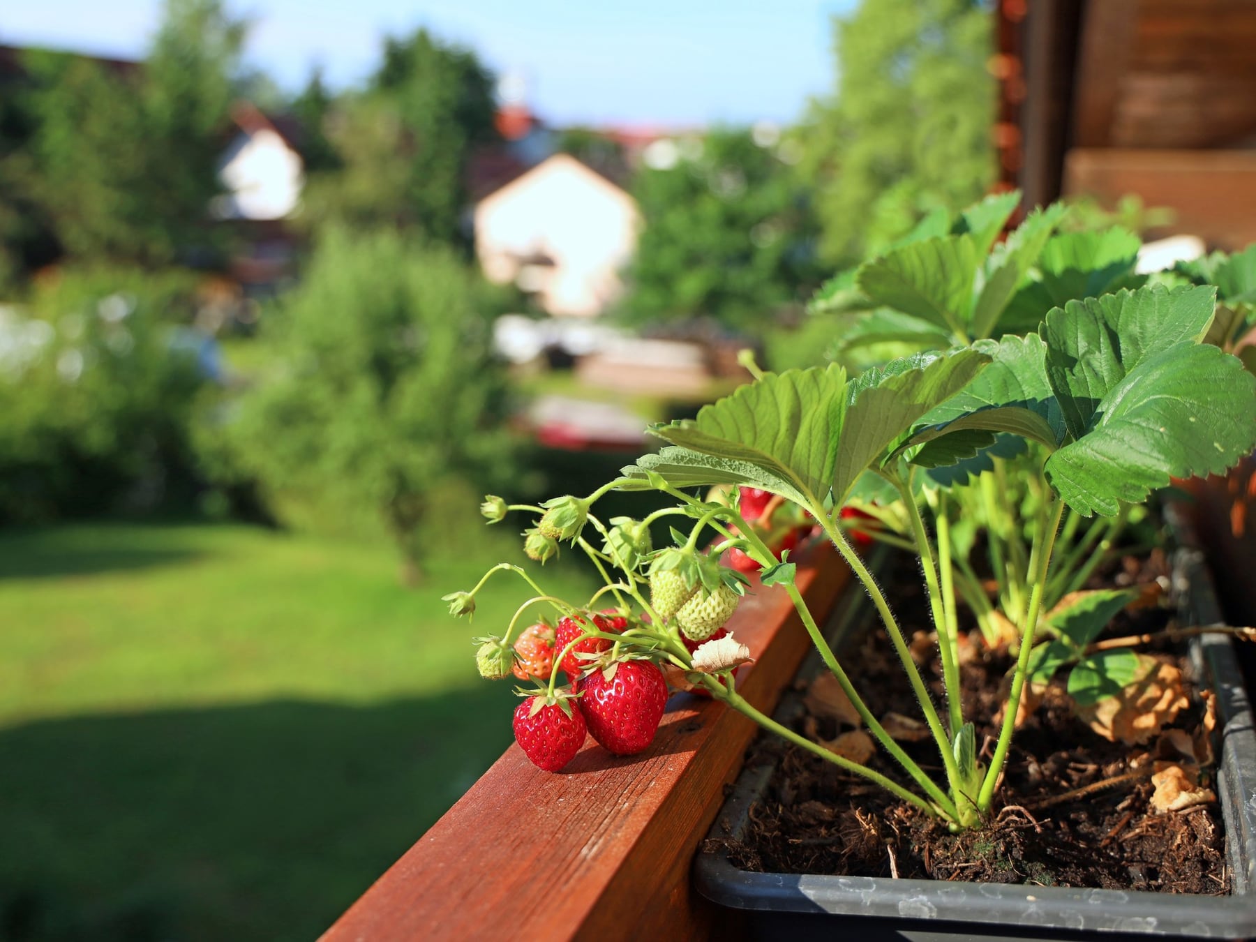 La huerta de primavera se integra al jardín y obliga a planificar antes de sembrar