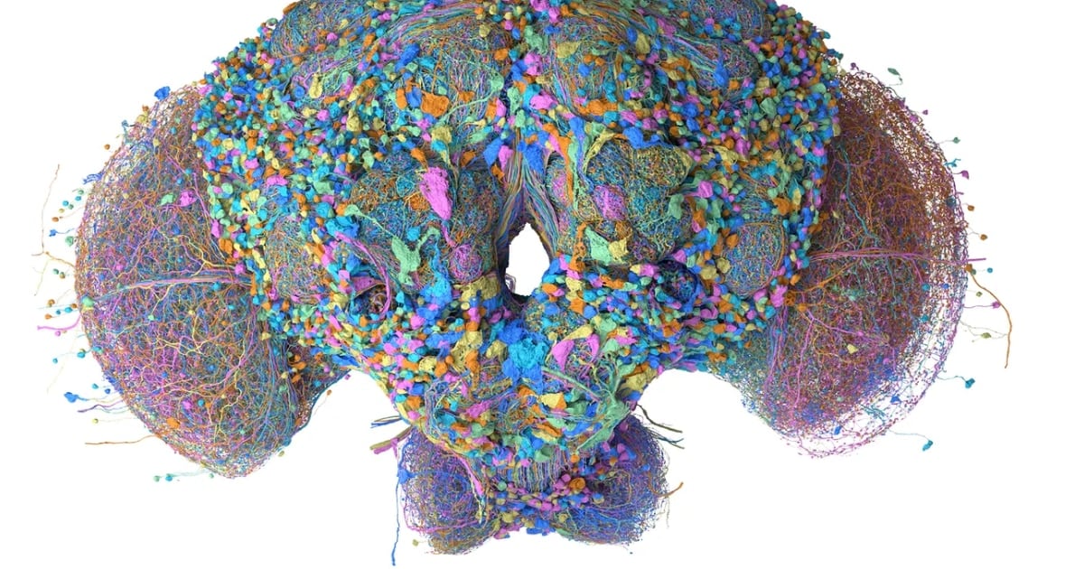 La mosca que aprendió a jugar al Doom y a clasificar mails: el mapa neuronal más ambicioso de la biología
