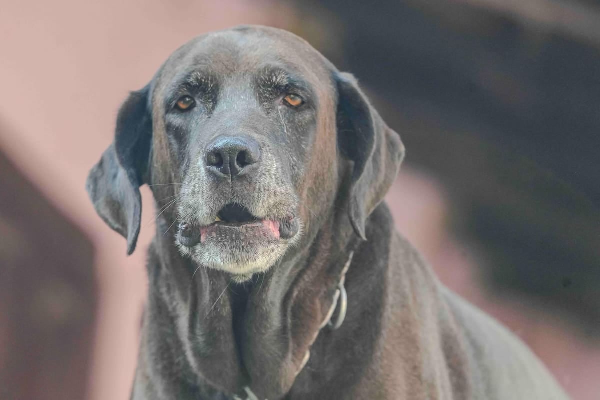 El Chaltén: cuánto paga un vecino por inscribir su mascota y qué cambia en el segundo periodo