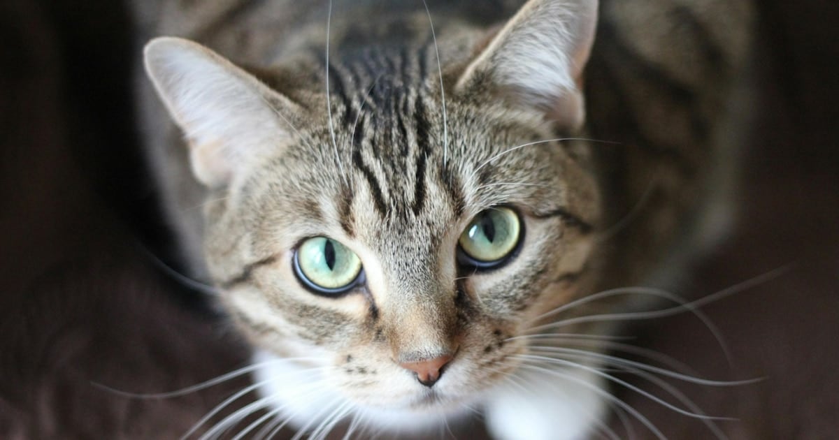 Gatos como reservorio: casi el 20 % de los felinos infectados porta variantes de Giardia transmisibles a personas