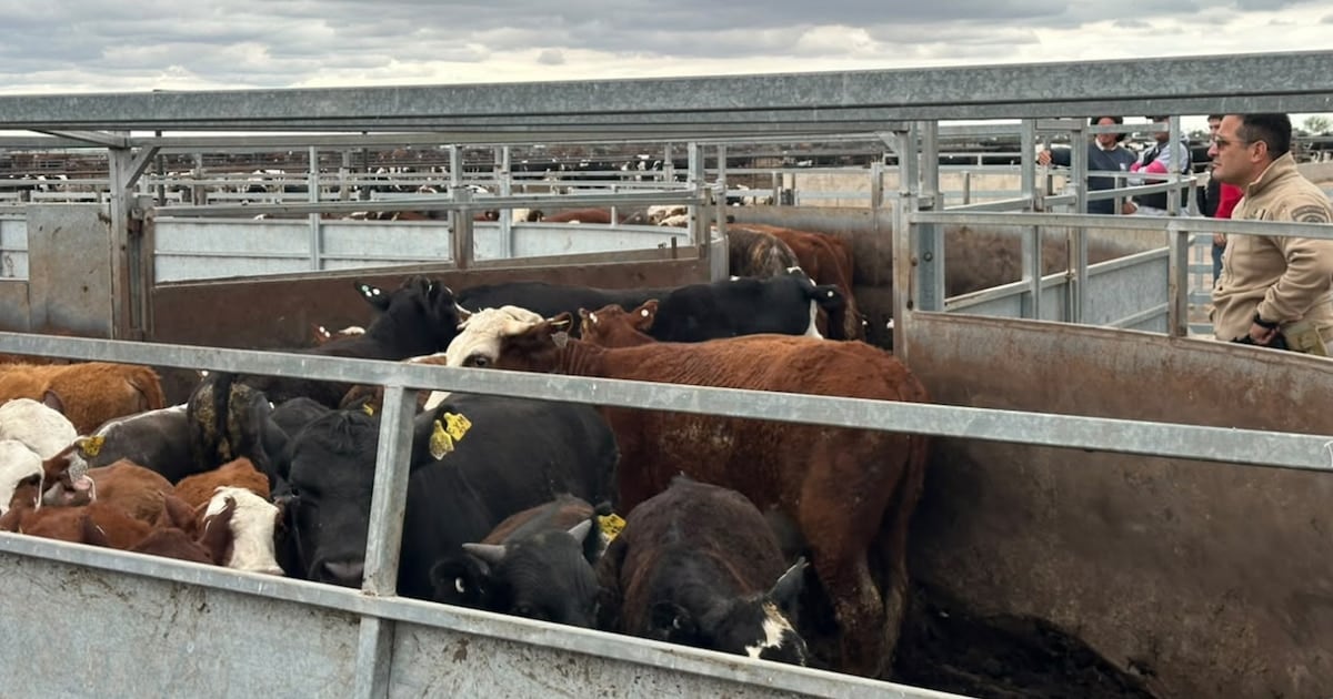 Allanamiento en Sinsacate: secuestraron 135 animales comprados con cheques sin fondo en una causa por estafa ganadera