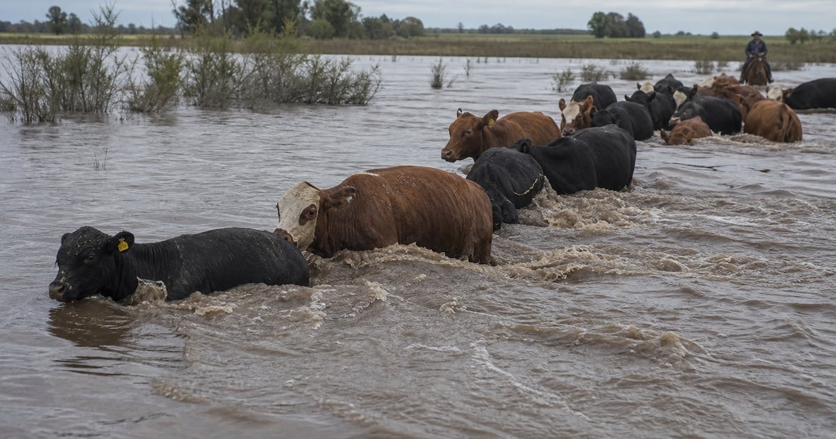 La crecida del Paraná en Corrientes sacude el mercado de hacienda y empuja los precios de la carne