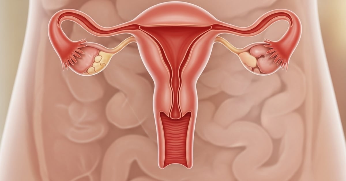 El ovario no se apaga: un estudio en proteínas revela que sigue trabajando décadas después de la menopausia
