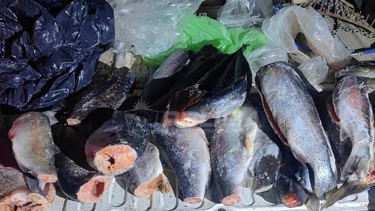 Pesca en la Patagonia neuquina: la ventana previa al 1 de noviembre y los controles que ya dejan detenidos